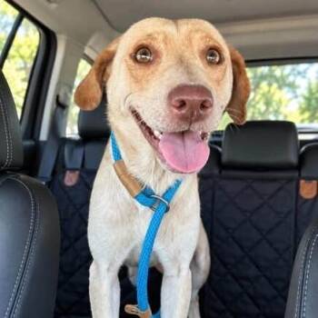Dakota Cream -  Beagle and Mixed Breed Dog for Adoption in New York, New York - Dakota Cream | PetCurious