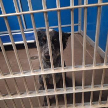 Mutton -  Australian Cattle Dog Blue Heeler Dog for Adoption in Flagstaff, Arizona - Mutton | PetCurious