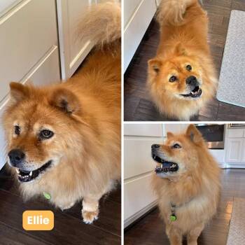 Rescue Chow Chow Dogs for Adoption in Houston, Texas - Ellie | PetCurious