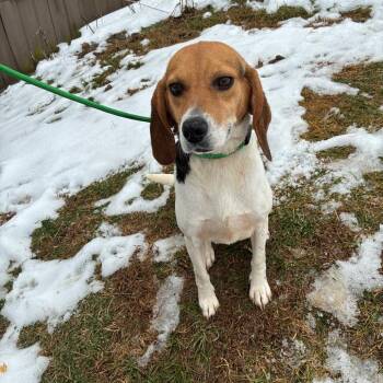 Beagle Dogs Available for Adoption - Goldie | PetCurious