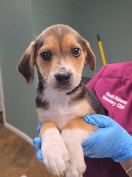 Beagle Dogs Available for Adoption in Conway, South Carolina - Hank | PetCurious