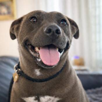Daisy - Pocket Pitty -  Pit Bull Terrier and Labrador Retriever Dog for Adoption in Crown Point, Indiana - Daisy - Pocket Pitty | PetCurious