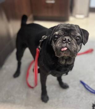 Pug Dogs Available for Adoption - Abuelo Pablo | PetCurious