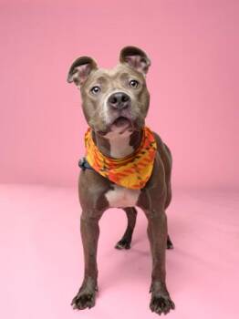 Mixed Breed Dogs Available for Adoption in Atlanta, Georgia - Shelby | PetCurious