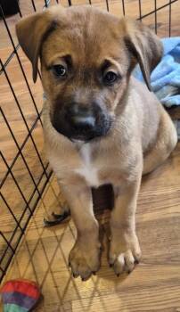 PenniePanda (LimeCollar) -  Boxer and Mixed Breed Dog for Adoption in Simcoe, Ontario - PenniePanda (LimeCollar) | PetCurious