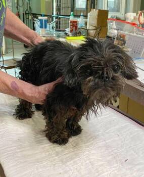 Squidgit (NOT YET AVAILABLE) -  Shih Tzu Dog for Adoption in Benton, Louisiana - Squidgit (NOT YET AVAILABLE) | PetCurious