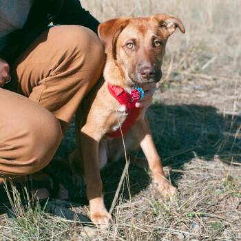 Rescue Australian Shepherd Dogs for Adoption in Thayne, Wyoming - Aspen | PetCurious