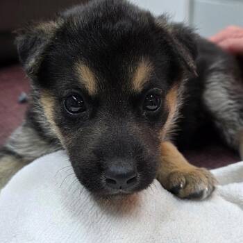 Miss Maam -  German Shepherd Dog and Mixed Breed Dog Available for Adoption in Buellton, California - Miss Maam | PetCurious