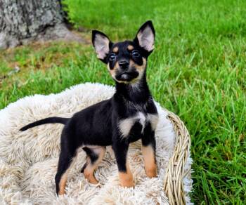 Tiff -  Chihuahua Dog for Adoption in Spring Hill, Tennessee - Tiff | PetCurious