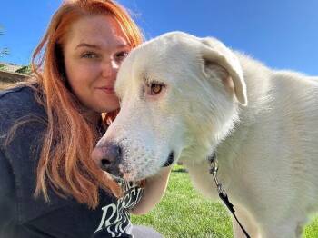 Jetson Juniper James At Your Service -  Great Pyrenees and Anatolian Shepherd Dog for Adoption in Friendswood, Texas - Jetson Juniper James At Your Service | PetCurious