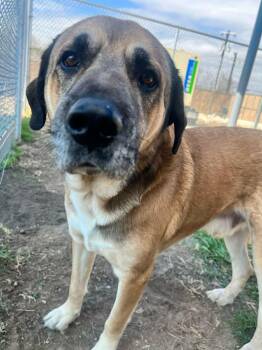 Anatolian Shepherd Dogs Available for Adoption - Sue | PetCurious