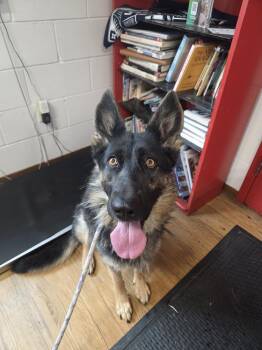 Bailey -  German Shepherd Dog Dog for Adoption in Salmon, Idaho - Bailey | PetCurious