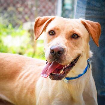 Yellow Labrador Retriever Dogs Available for Adoption in Hattiesburg, Mississippi - Milo | PetCurious