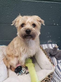 Pepper -  Cairn Terrier Dog for Adoption in Grants Pass, Oregon - Pepper | PetCurious