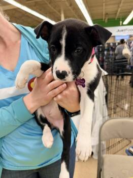 KIWI -  Shepherd Dog for Adoption in Broomfield, Colorado - KIWI | PetCurious