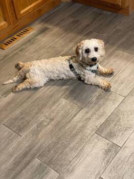 Poodle Dogs Available for Adoption in Wheaton, Illinois - Chewbacca | PetCurious