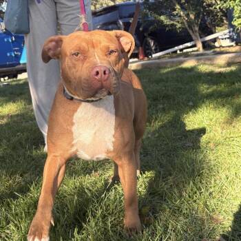 Jailyn -  Pit Bull Terrier Dog for Adoption in Northbrook, Illinois - Jailyn | PetCurious
