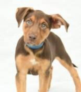 Macy -  Labrador Retriever and Mixed Breed Dog for Adoption in Kansas City, Missouri - Macy | PetCurious