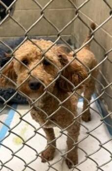 Poodle and Mixed Breed Dogs Available for Adoption - PEDRO | PetCurious