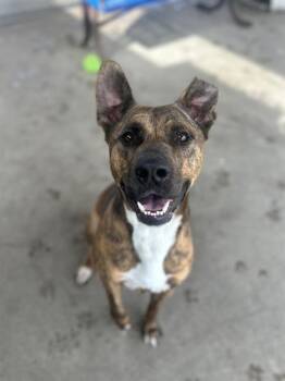 Pit Bull Terrier and Mixed Breed Dogs Available for Adoption in Chula Vista, California - YAMI | PetCurious