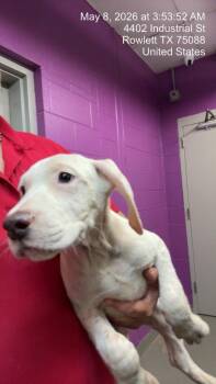 Dogo Argentino and Border Collie Dogs Available for Adoption in Rowlett, Texas - Paul Williams | PetCurious