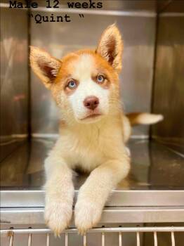 Husky Dogs Available for Adoption in Fort Payne, Alabama - Quint | PetCurious