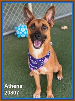 ATHENA -  Belgian Shepherd Malinois and German Shepherd Dog Dog for Adoption in Marietta, Georgia - ATHENA | PetCurious
