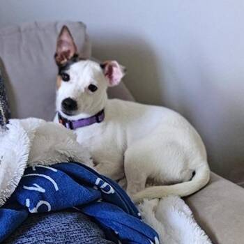 Persephone -  Jack Russell Terrier and Terrier Dog for Adoption in Toronto, Ontario - Persephone | PetCurious