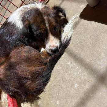 Hershall -  Terrier Dog for Adoption in Madill, Oklahoma - Hershall | PetCurious