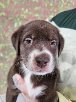 Daria -  Labrador Retriever and Mixed Breed Dog for Adoption in San Antonio, Texas - Daria | PetCurious