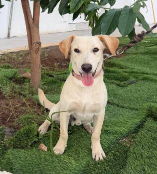 Nino -  Labrador Retriever and Hound Dog for Adoption in Ramona, California - Nino | PetCurious