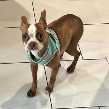 Fawn in MO -  Boston Terrier Dog for Adoption - Fawn In MO | PetCurious