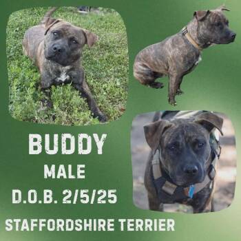 American Staffordshire Terrier Dogs Available for Adoption - Buddy | PetCurious