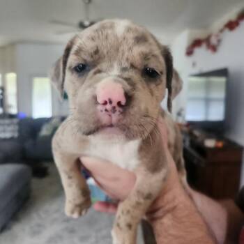 Doc -  Catahoula Leopard Dog and Mixed Breed Dog for Adoption in Merritt Island, Florida - Doc | PetCurious