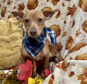 Rescue Dachshund and Chihuahua Dogs for Adoption in Corona, California - Nutmeg | PetCurious