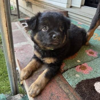 Rescue Mixed Breed Dogs for Adoption in San Francisco, California - Green | PetCurious