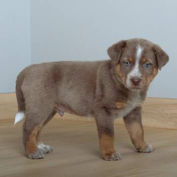 Rescue Catahoula Leopard Dog and Mixed Breed Dogs for Adoption in Minnetonka, Minnesota - Levi Jo D66892 | PetCurious
