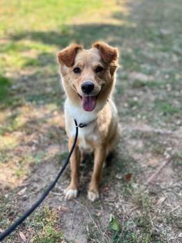 Golden Retriever and Mixed Breed Dogs Available for Adoption in Aiken, South Carolina - Harley | PetCurious