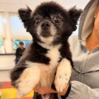 Rita -  Mixed Breed Dog for Adoption in Philadelphia, Pennsylvania - Rita | PetCurious