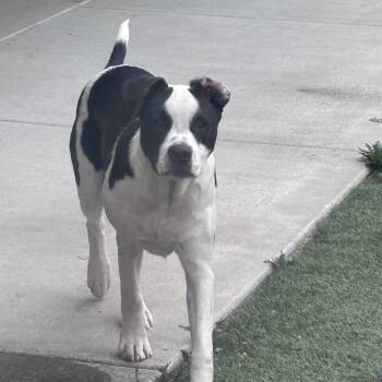Angus -  Mixed Breed and Australian Shepherd Dog for Adoption in Ottawa, Kansas - Angus | PetCurious