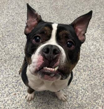 Louie -  American Bully Dog for Adoption in Golden, Colorado - Louie | PetCurious