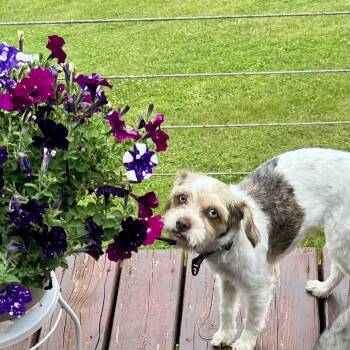 Mabel -  Terrier and Mixed Breed Dog for Adoption in Alma, Wisconsin - Mabel | PetCurious