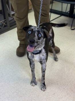 Catahoula Leopard Dog Dogs Available for Adoption - CAMO | PetCurious