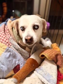 Larry -  Mixed Breed Dog for Adoption in Visalia, California - Larry | PetCurious