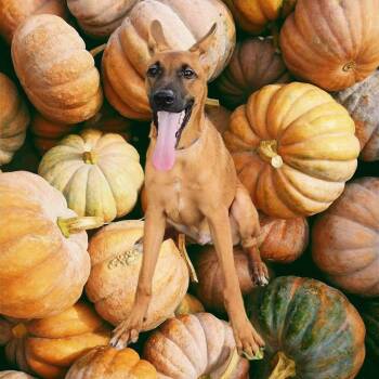 Rescue Belgian Shepherd Malinois Dogs for Adoption in Lorida, Florida - Ryker | PetCurious