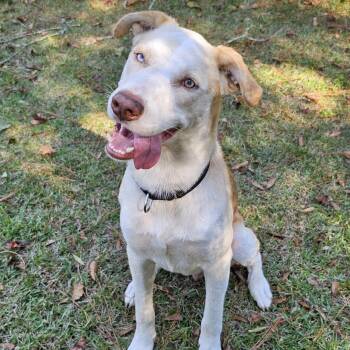 Rescue Bulldog and Husky Dogs for Adoption in Bonifay, Florida - Bo (Coming Soon) | PetCurious