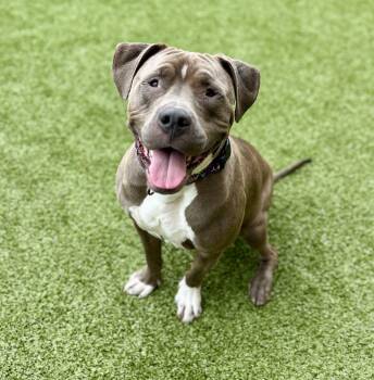 Rescue Pit Bull Terrier Dogs for Adoption in Derwood, Maryland - Eeyore | PetCurious