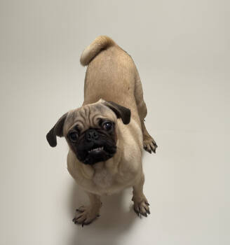 Rescue Pug and Beagle Dogs for Adoption in Seattle, Washington - Baxter | PetCurious