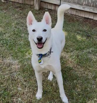 Shepherd and Husky Dogs Available for Adoption - Blanquita | PetCurious