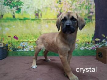 Labrador Retriever Dogs Available for Adoption in Urbana, Ohio - Crystal | PetCurious